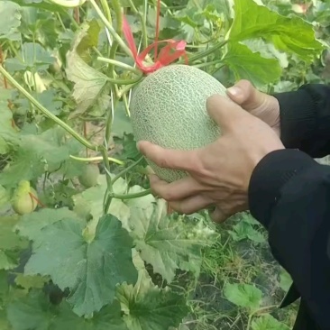 河北衡水饶阳县哈密瓜