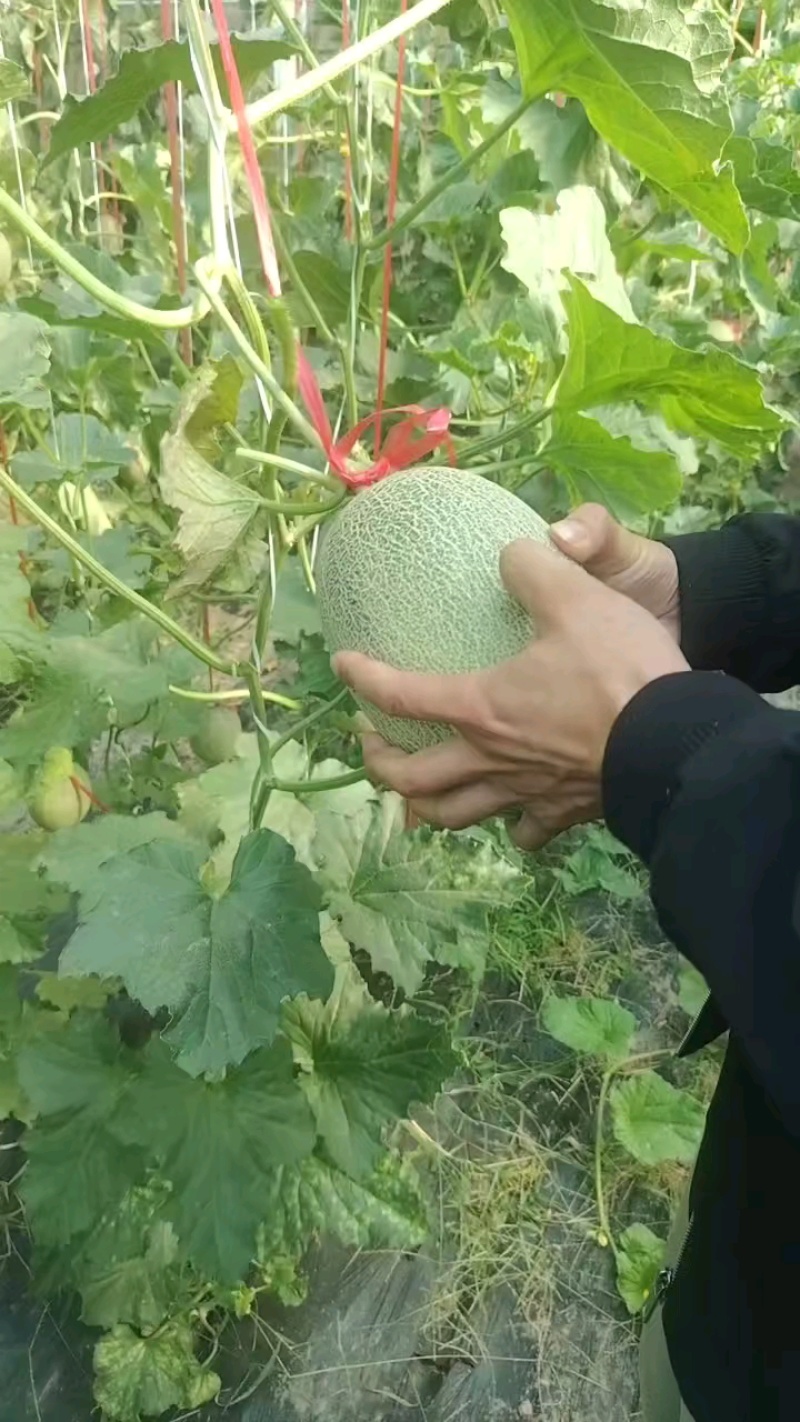 河北衡水饶阳县哈密瓜