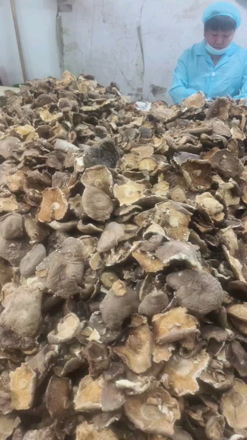 干香菇片金黄色干度好无杂质，量大优惠，欢迎合作