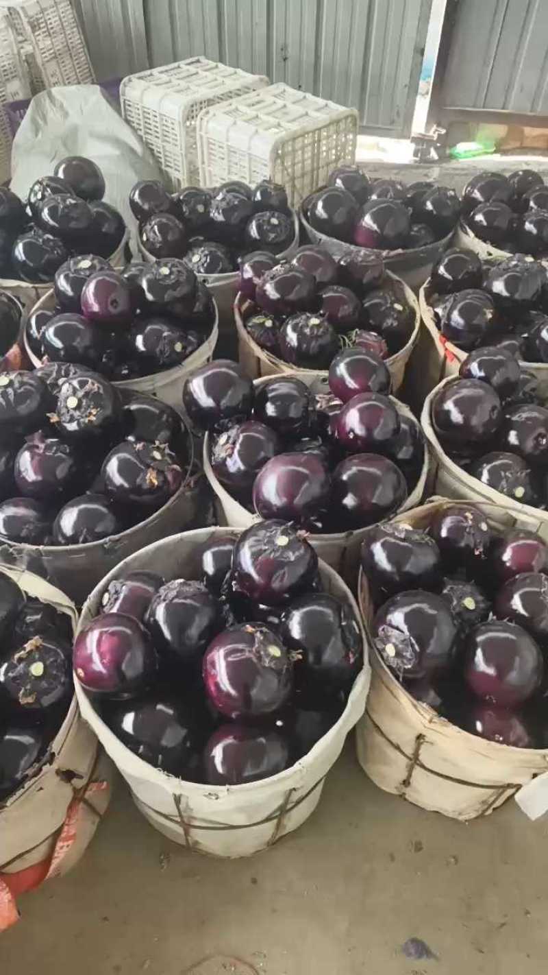 山东寿光精品紫光圆茄全年有货支持各种平台