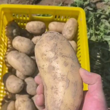 湖北黄心土豆沃土5号实验1号大量上市，一手货源量大从优
