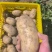 湖北黄心土豆沃土5号实验1号大量上市，一手货源量大从优