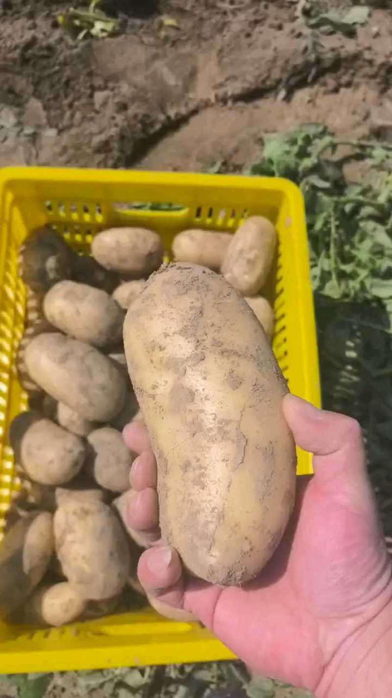 湖北黄心土豆沃土5号实验1号大量上市，一手货源量大从优