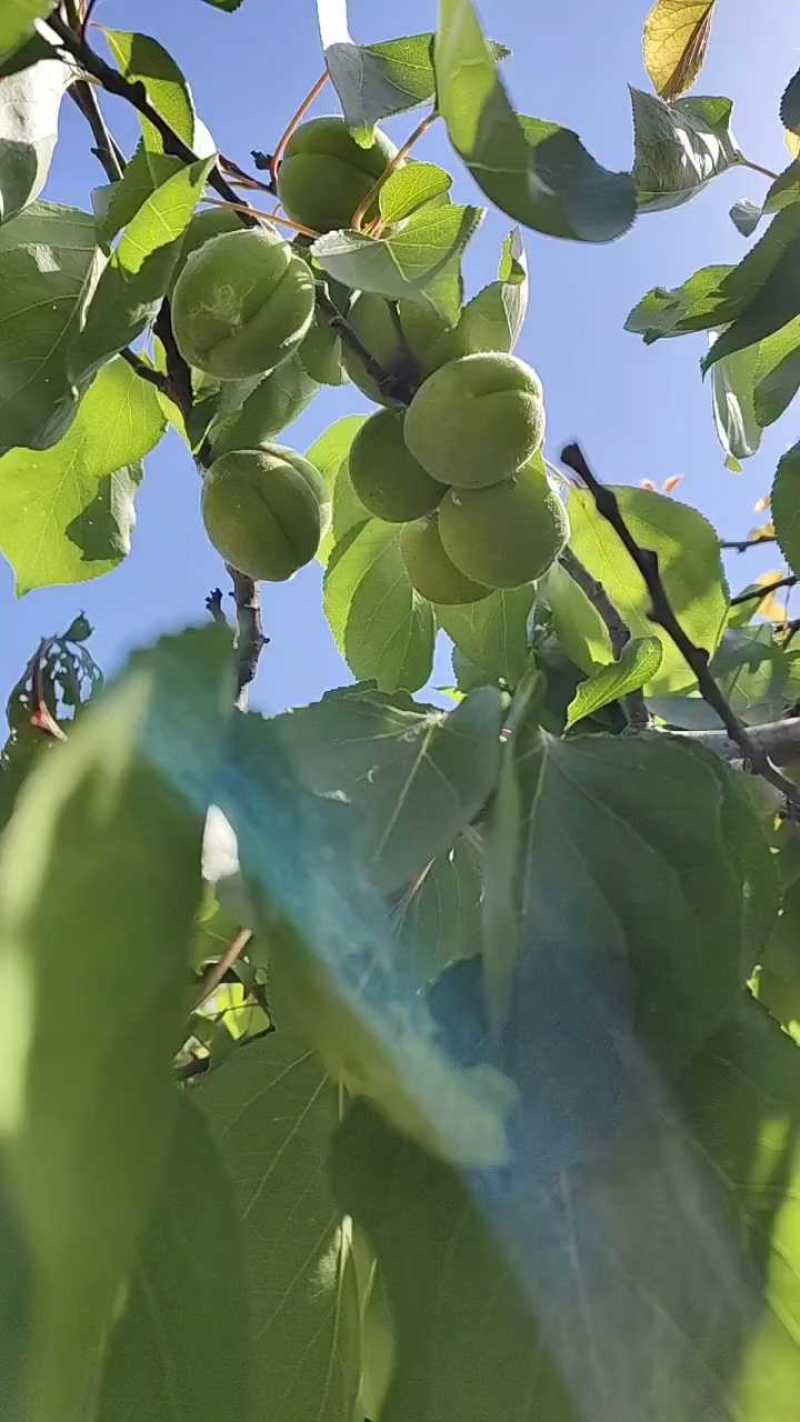 菜籽黄杏五月开始上市了，有需求的客商联系我，原产地直销，