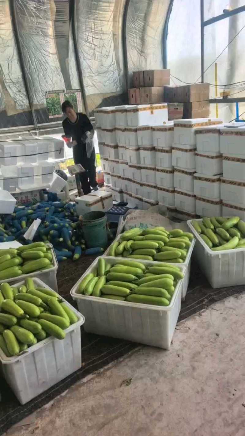 山东绿皮西葫芦质量好瓜条直电商，市场，超市货源充足