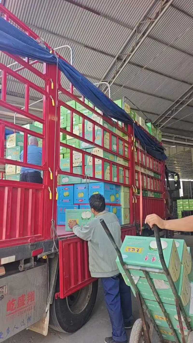 河北赵县皇冠梨货源充足保质保量价格便宜欢迎联系