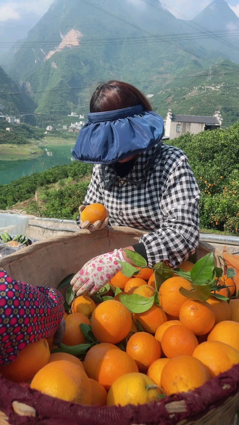 【精品】秭归脐橙伦晚脐橙产地直发量大价优欢迎洽谈
