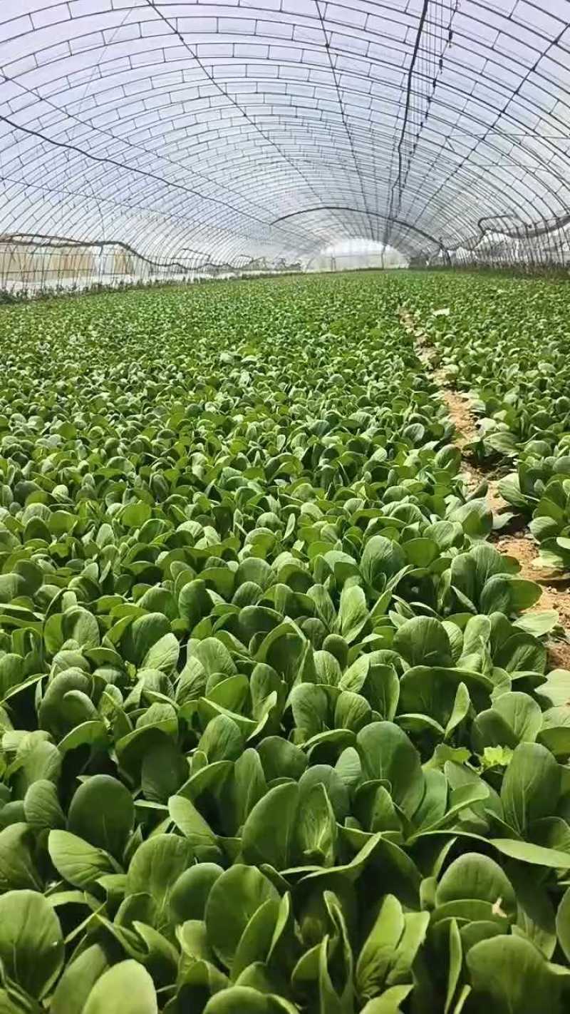 【推荐】曹县上海青/油菜精品叶菜，热门产区源头，欢迎来电