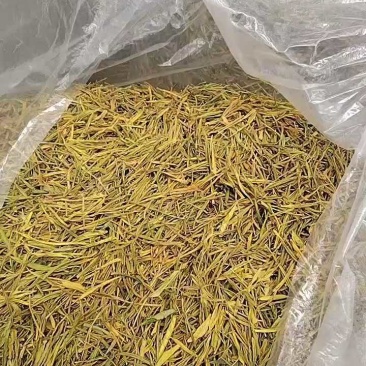 浙南黄金芽38元/斤，批发量大可联系！