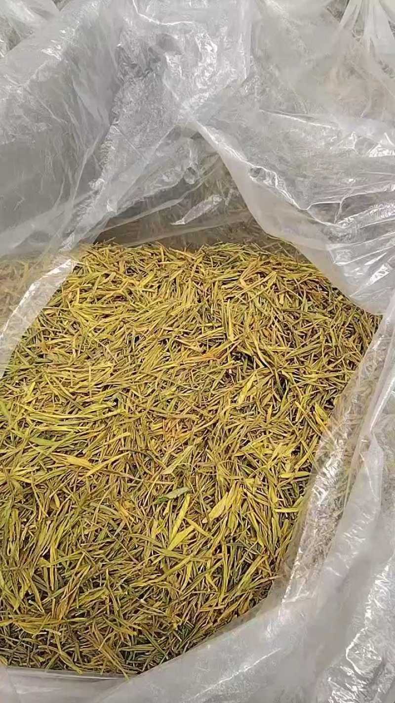 浙南黄金芽38元/斤，批发量大可联系！