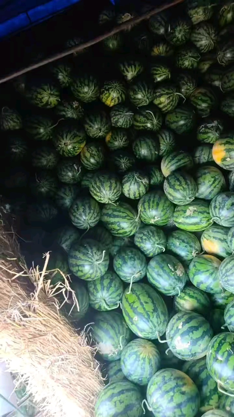 甜王，黑美人，绿裳，甘美，