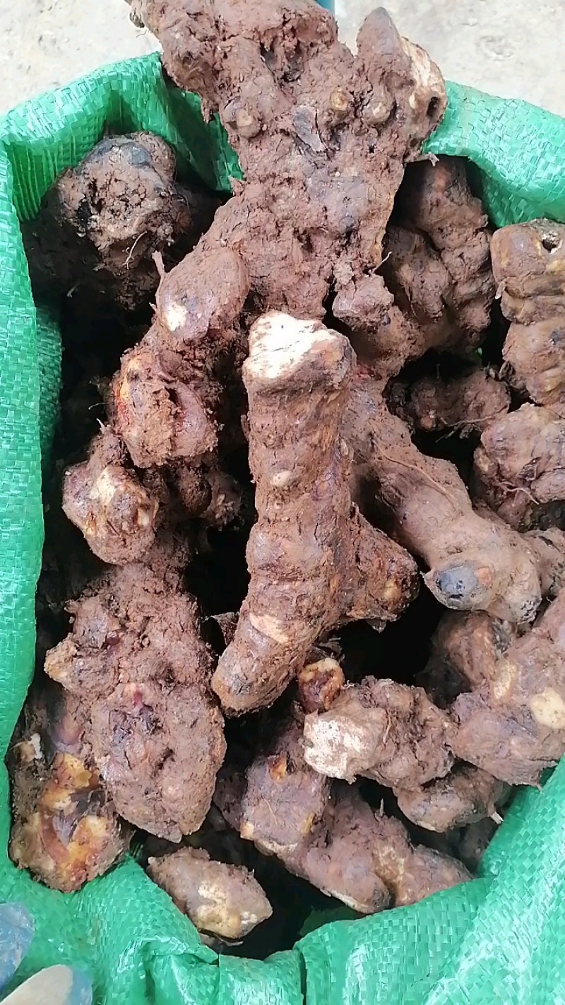 本地野生新鲜土伏苓，白肉粉质，煲汤清甜，大自然里的原生态