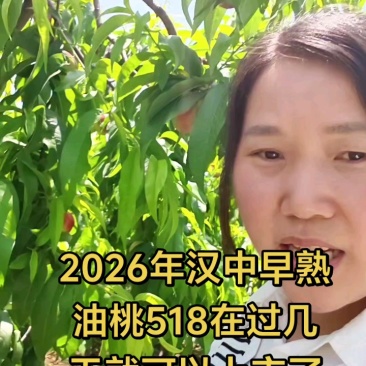 陕西汉中518油桃枣油桃中油181927产地直发