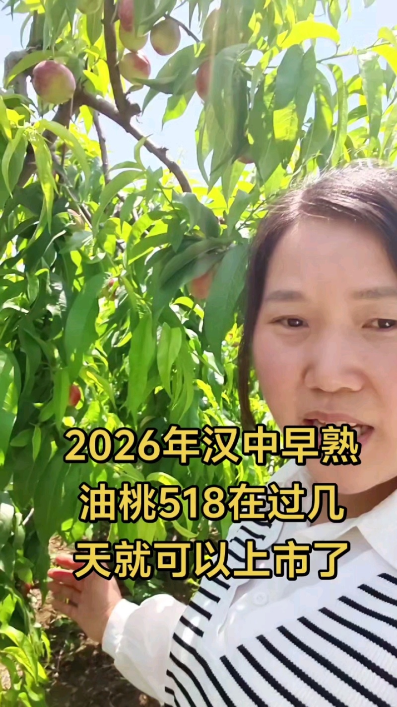 陕西汉中518油桃枣油桃中油181927产地直发