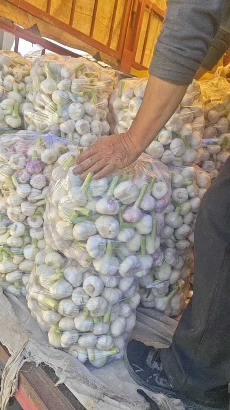 精品扒皮大蒜大量有货，质量非常好！