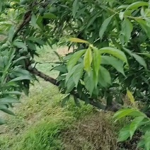 青脆李40mm以上精品果