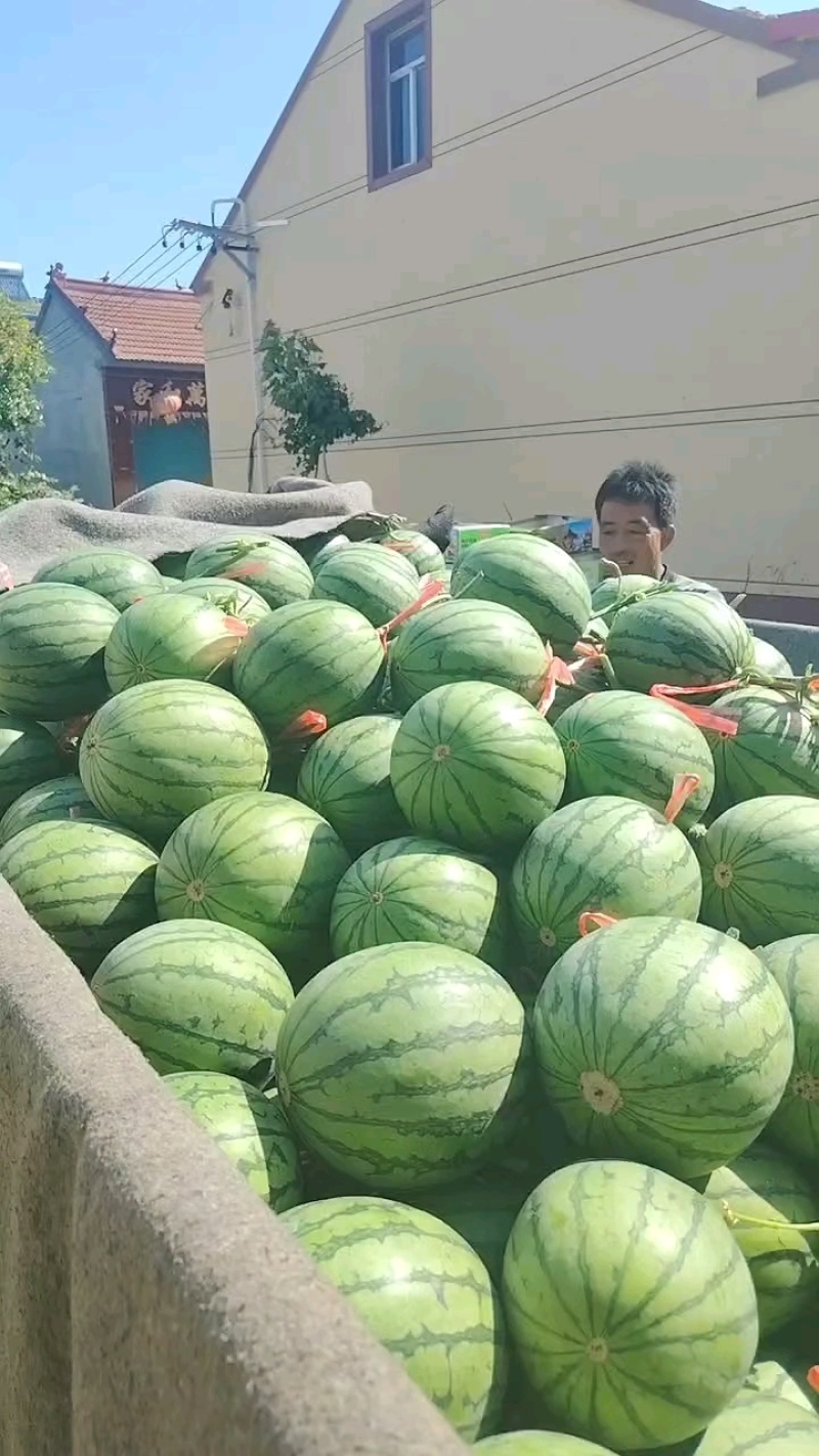 紫色网纱金糖子，好看又实惠！