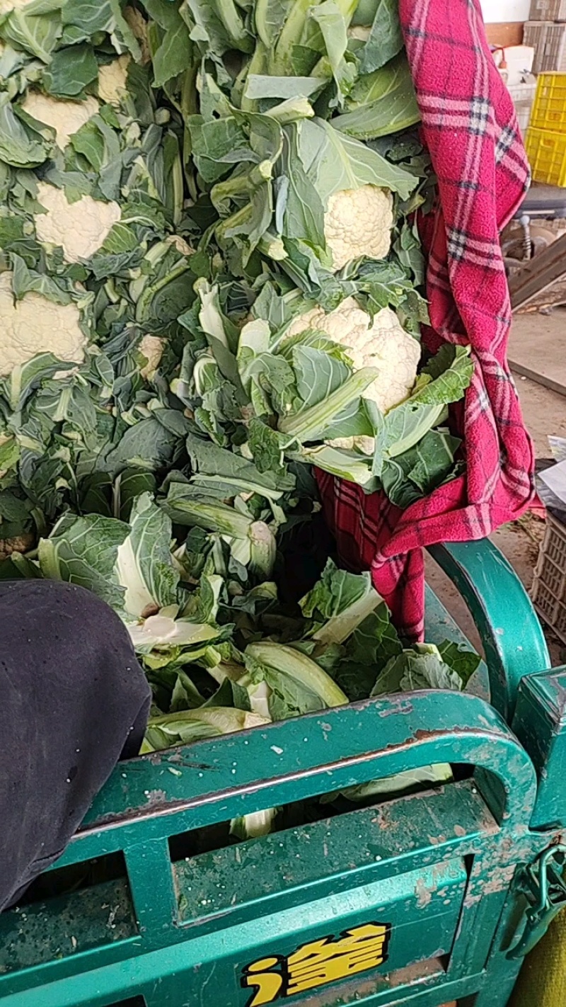 邯郸菜花货源充足一年四级有货有大棚有冷库工人包装