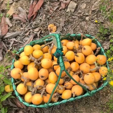 自摘枇杷，个大饱满，货源充足。