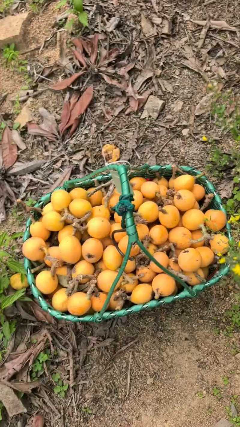 自摘枇杷，个大饱满，货源充足。