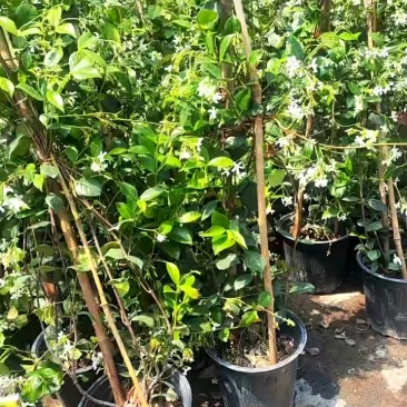 风车茉莉好养爬墙花室内绿植室外浓香型盘龙庭院攀