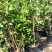 风车茉莉好养爬墙花室内绿植室外浓香型盘龙庭院攀