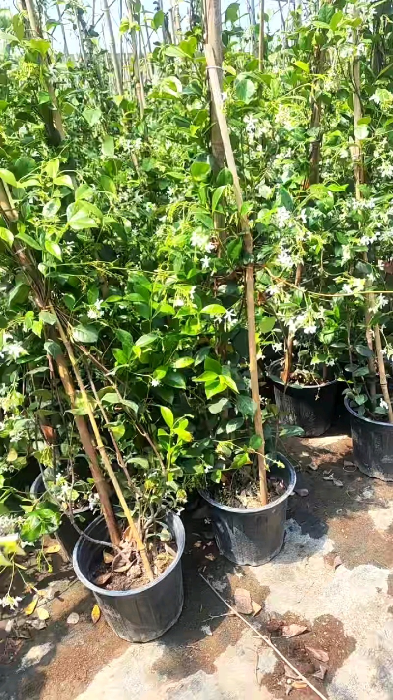 风车茉莉好养爬墙花室内绿植室外浓香型盘龙庭院攀