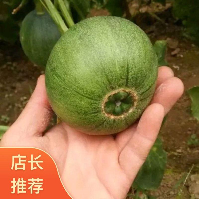 河北绿宝甜瓜各种甜瓜2026大量有货产地一手货源