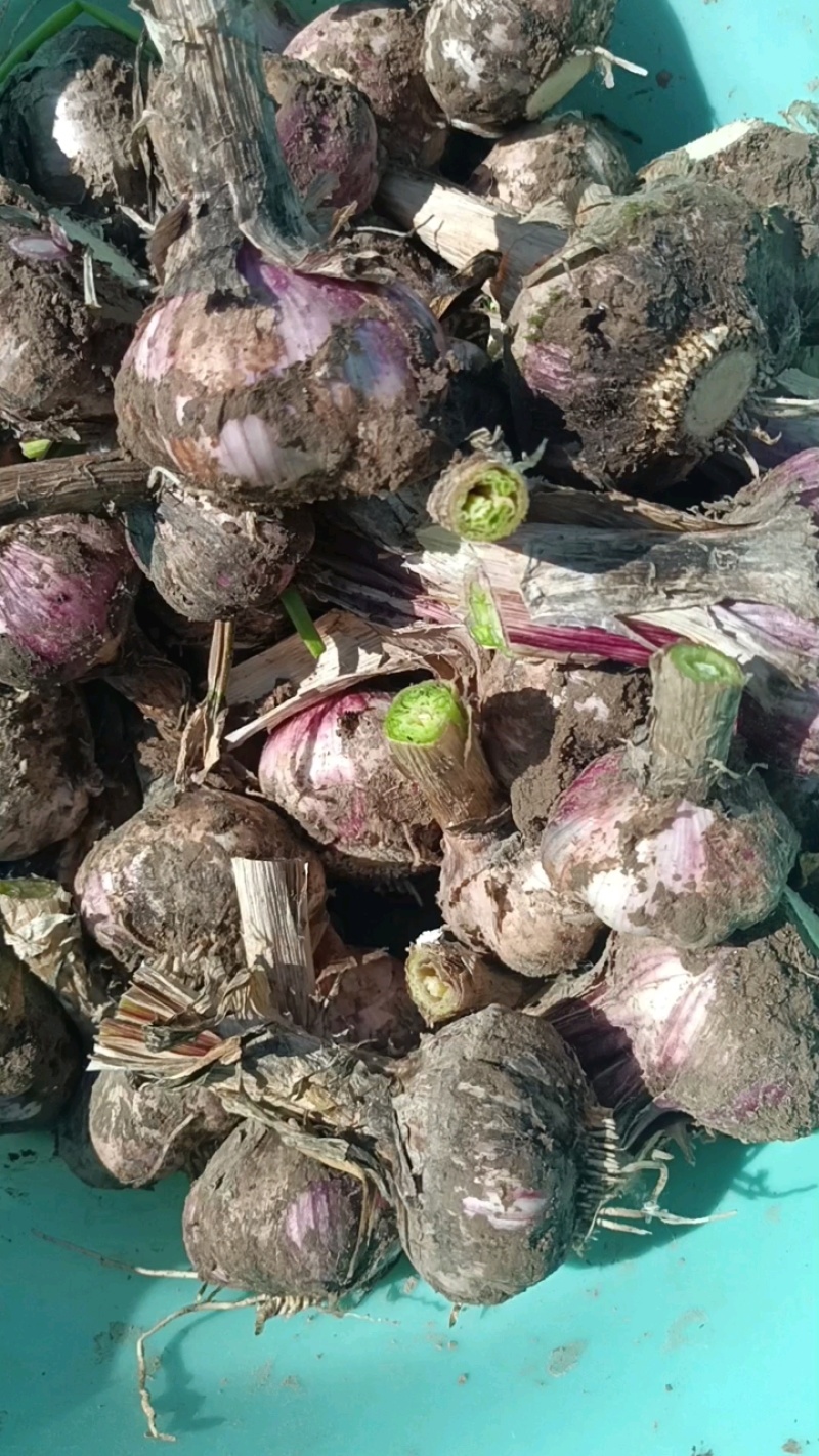 河南紫皮大蒜，精品混级毛蒜经过人工挑选，产地直供代发全国
