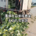 陆地大白菜，质量好，无烧芯，三四五斤克重。