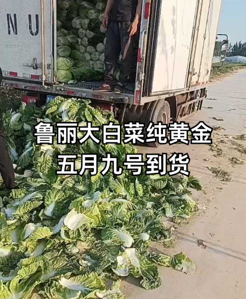 陆地大白菜，质量好，无烧芯，三四五斤克重。