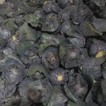 【推荐】精品紫甘蓝，需要的老板请联系我全国接单发货