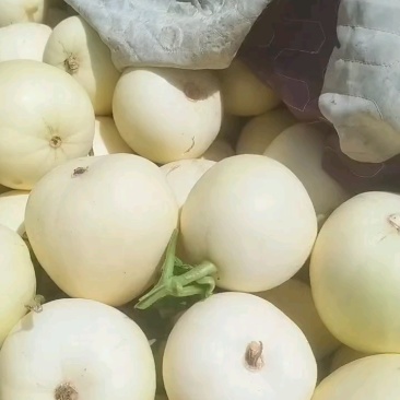 小白瓜，东方密，翠丽甜瓜，大量上市，一手货源，代发全国。