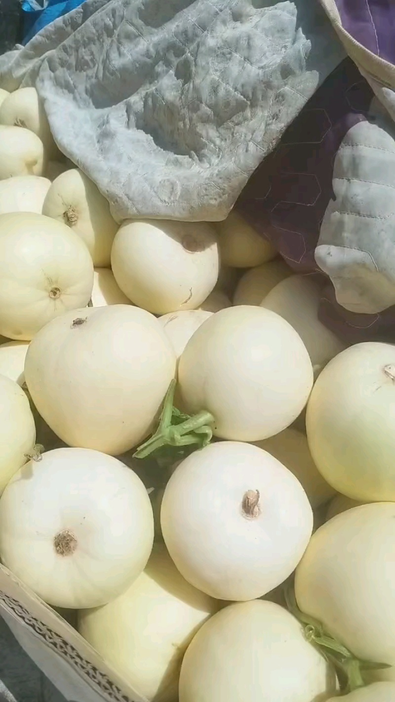 小白瓜，东方密，翠丽甜瓜，大量上市，一手货源，代发全国。