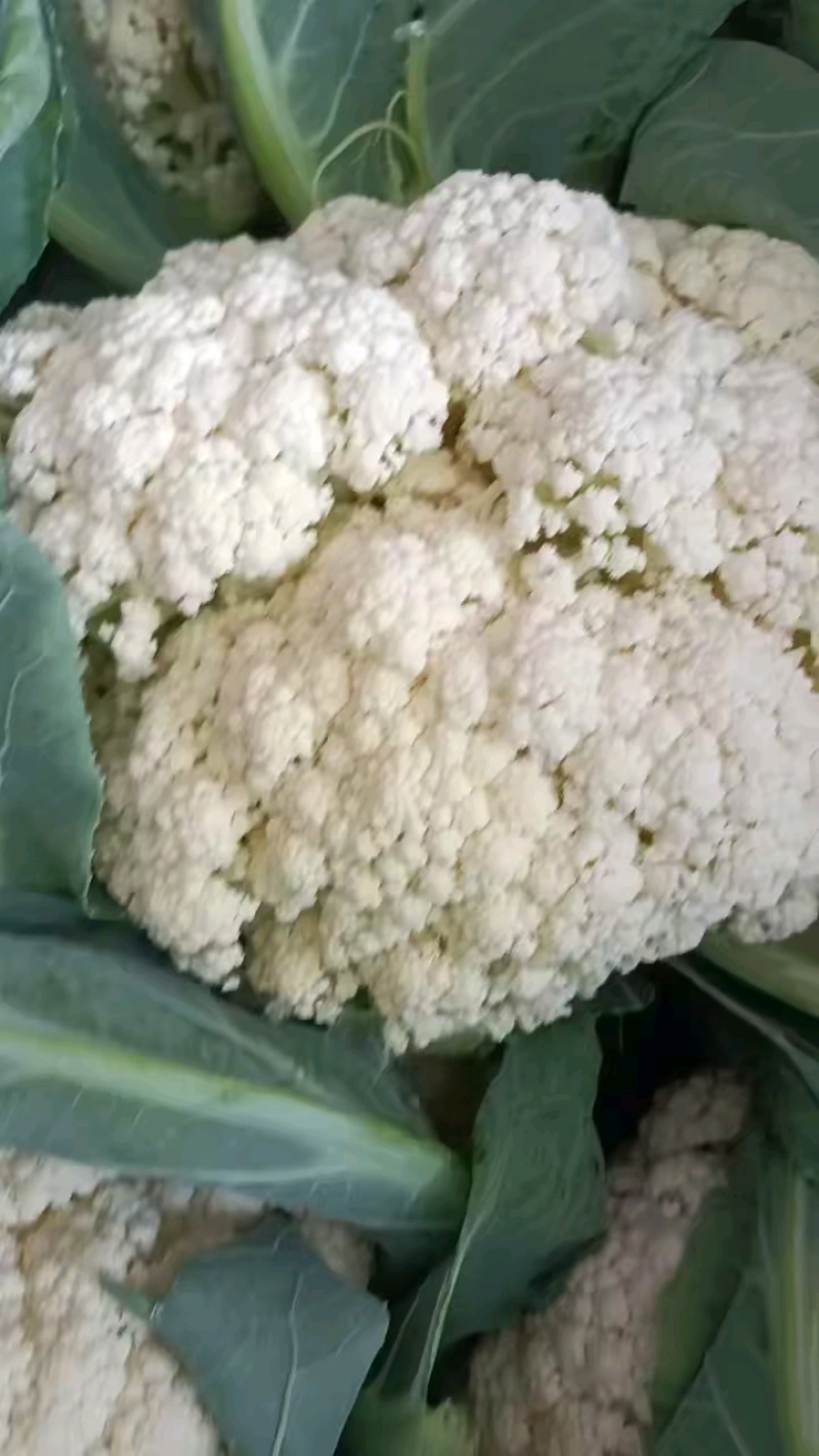 精品菜花品质保证货源充足量大从优可视频