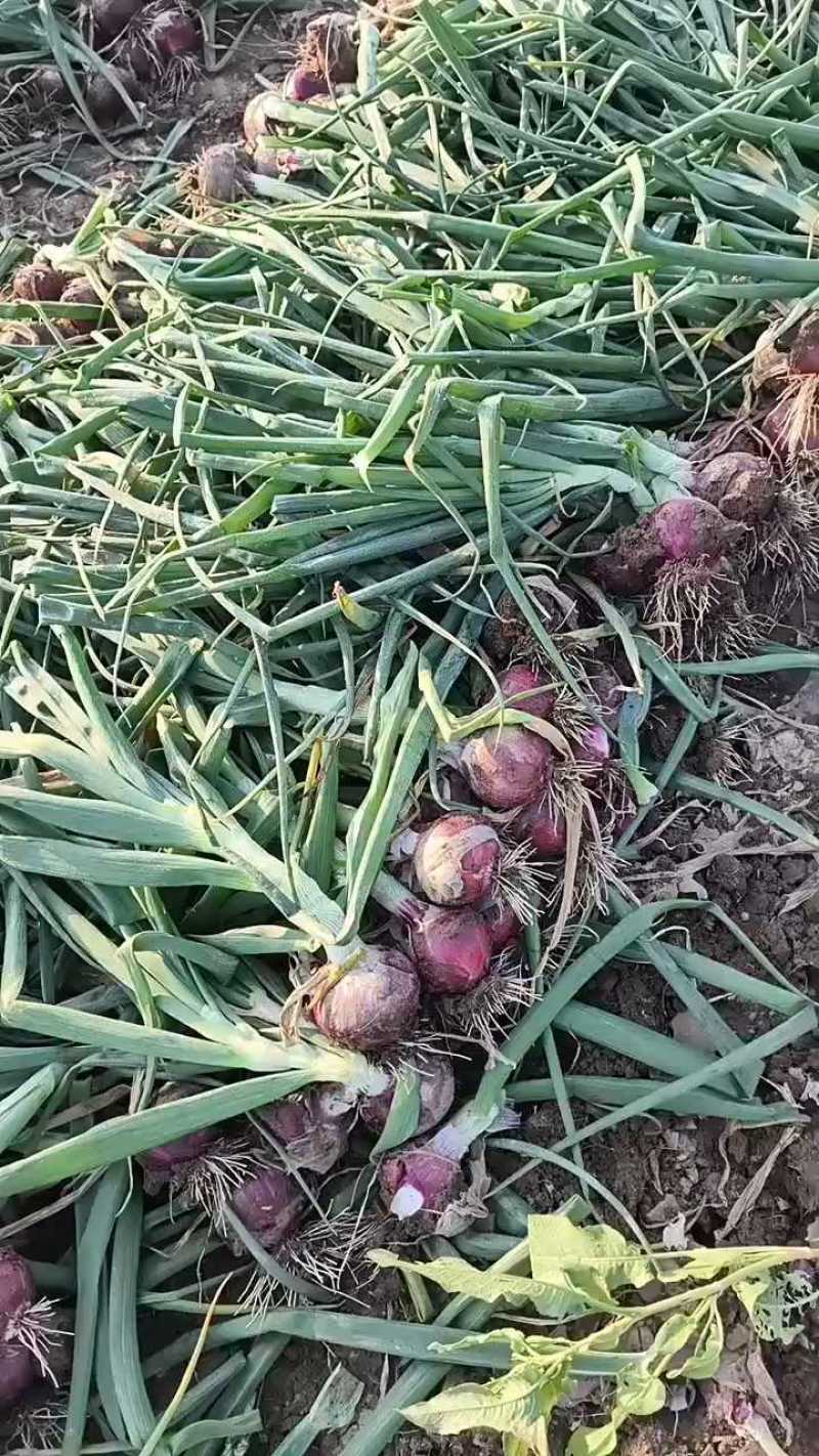 山东本地紫皮洋葱大量供应中，欢迎老板前来实地考察选购