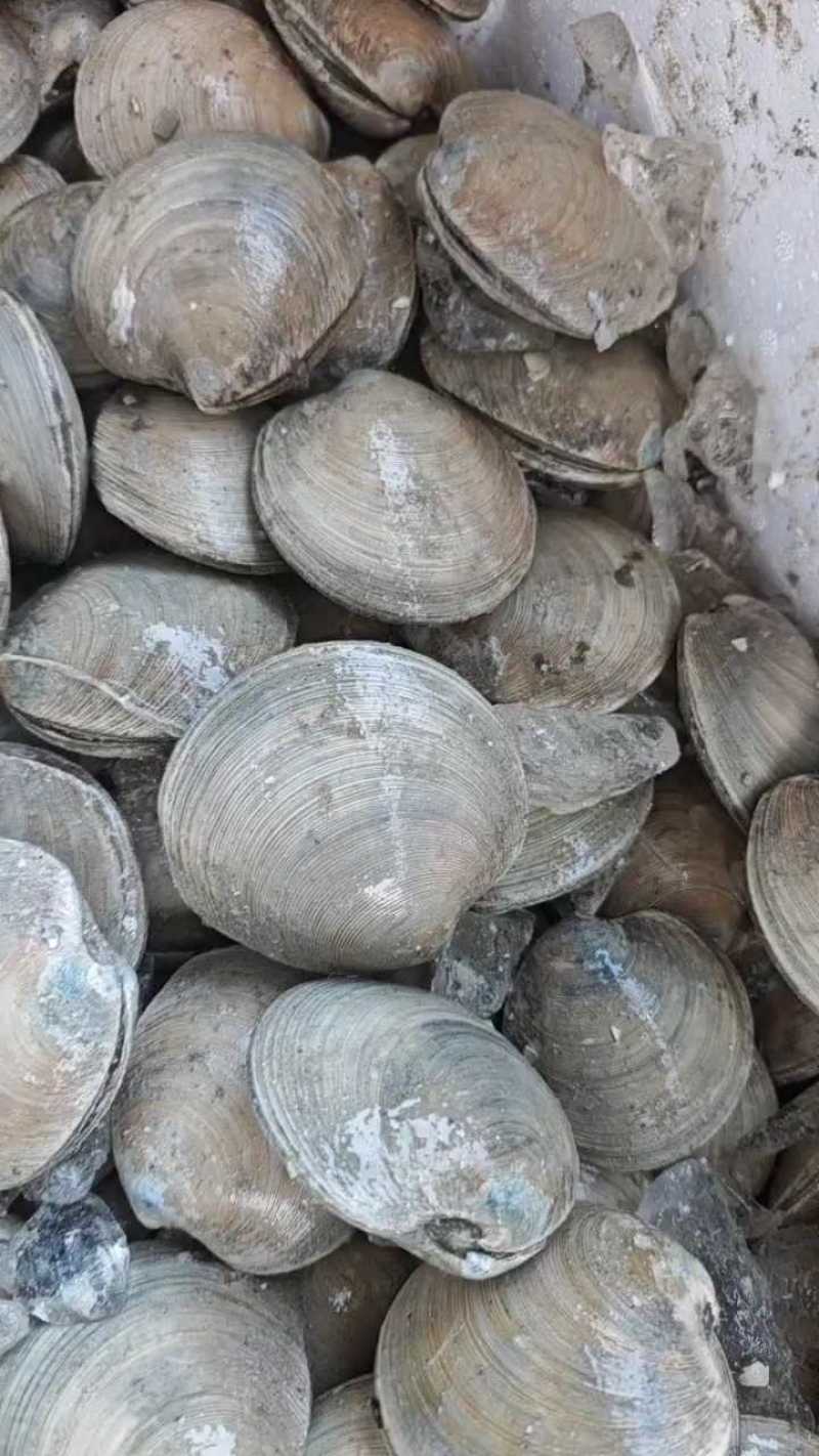 【推荐】月亮贝对接全国可视频看货欢迎下单咨询