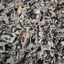 【热卖榜首】东北黑木耳干货秋木耳小碗黑厚电商出摊赶大集