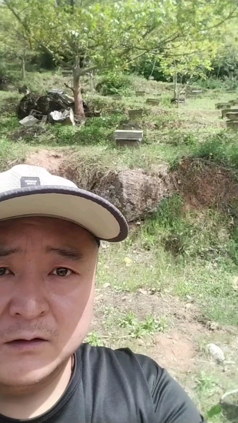 中蜂土蜂蜜保质保量货源充足量大从优欢迎订购
