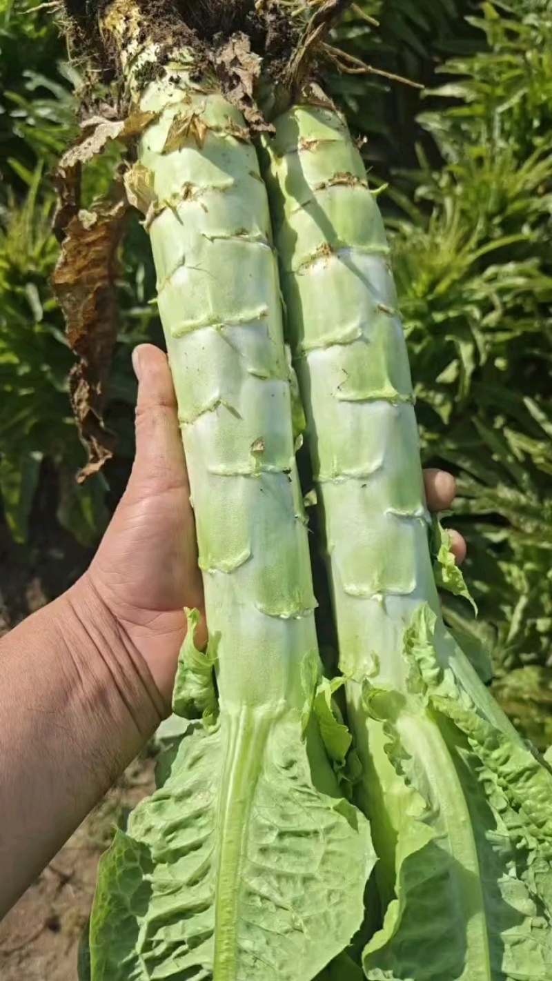 精品莴笋杆亮整齐，邦邦硬无口！