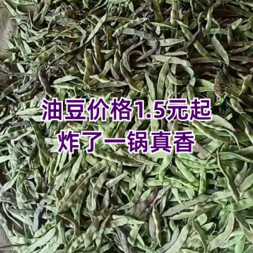 油豆大量上市，货量充足！
