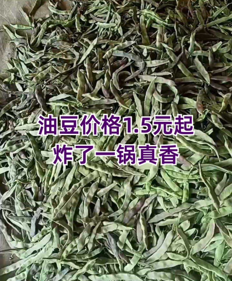 油豆大量上市，货量充足！