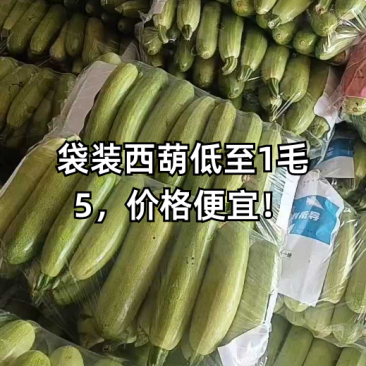 山东聊城绿皮西葫芦/产区直发/货源充足/欢迎选购