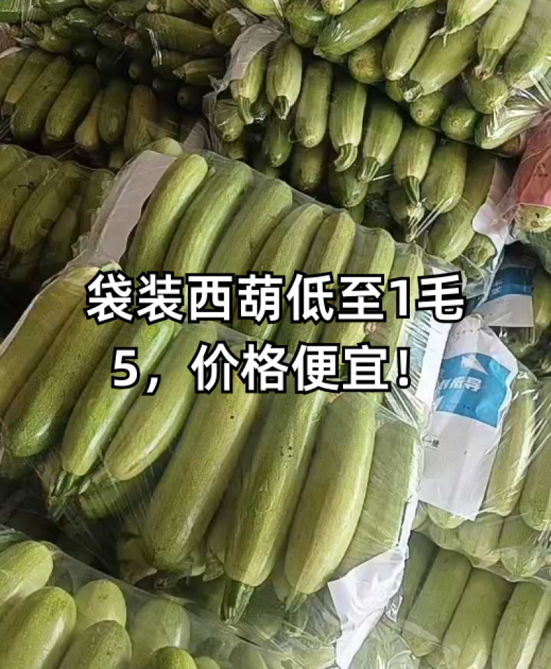 山东聊城绿皮西葫芦/产区直发/货源充足/欢迎选购