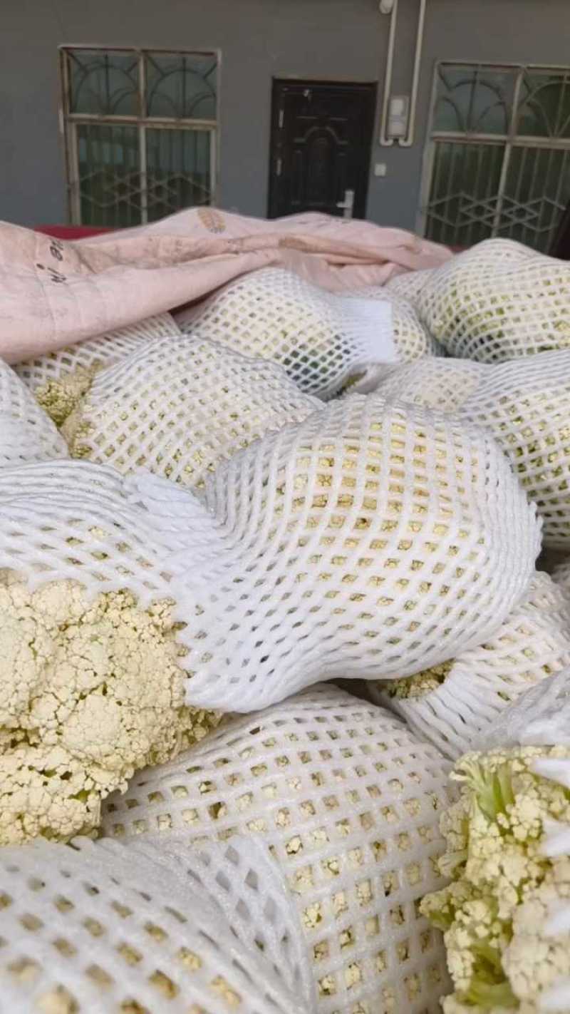 陕西松花菜收购价1.6元，货量充足！