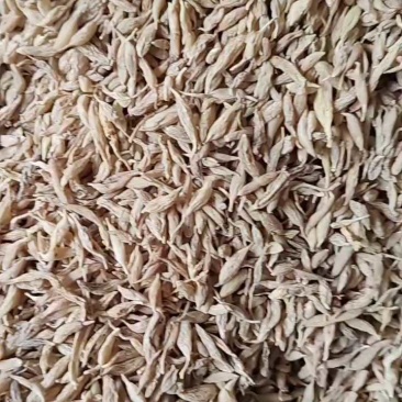 精选麦冬,香味浓郁,品质上乘