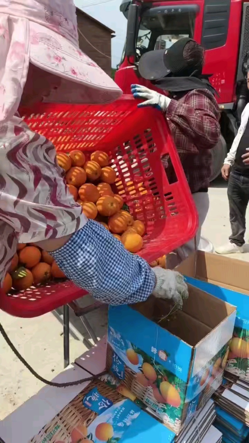 【伦晚脐橙】湖北伦晚春橙大量上市基地直发质量保证欢迎订购