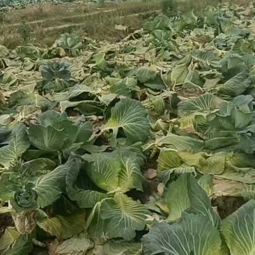 5月10日菜好，两毛自吃，欢迎咨询。