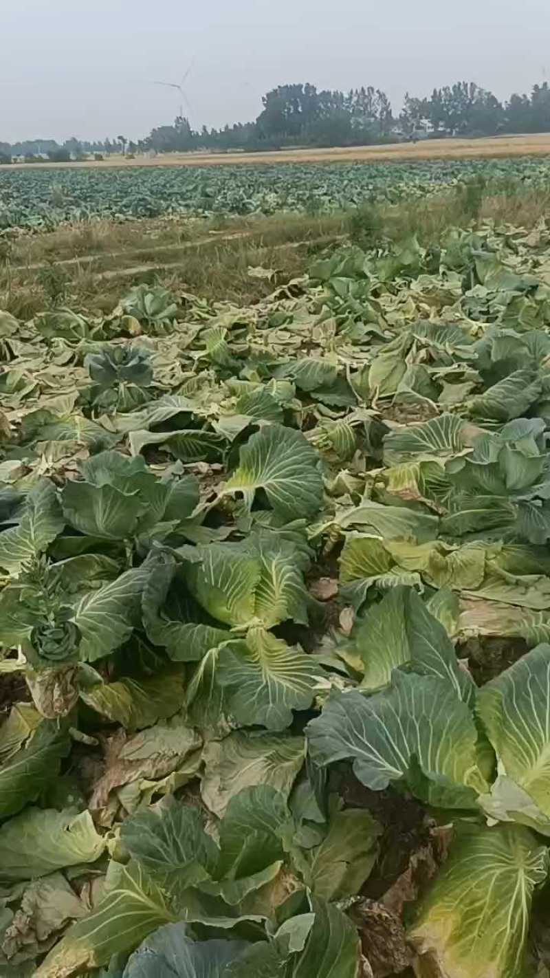 5月10日菜好，两毛自吃，欢迎咨询。