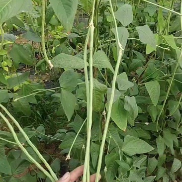 豆角大量上市。需要的老板电话联系。产地直发。代收代发。